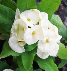 euphorbia milii (Crown of Thorns)