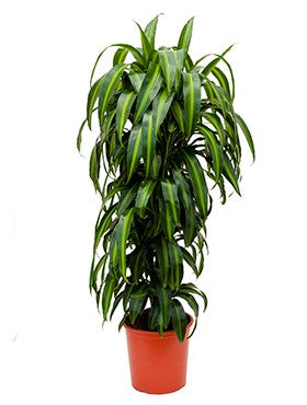 Dracaena deremensis (Hawaiian Sunshine)