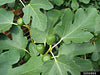 Ficus Carica L.