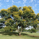 Acacia karroo (the Sweet thorn) Family Fabaceae (سنط كارو)