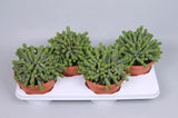 Crassula marnierana(Jade Necklace)