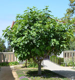 Ficus Carica L.