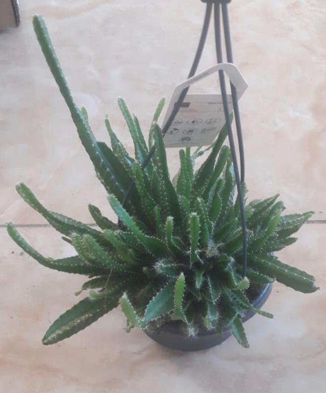 Hylocereus Cactus Hanging Plants