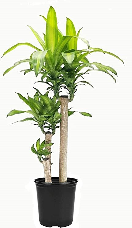 Dracaena fragrant- corn plant