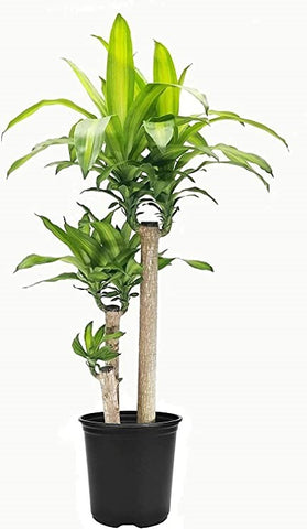 Dracaena fragrant- corn plant