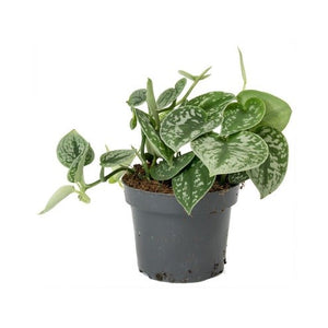 Pipremnum Pictum Argyraeus (Silver Cloud, Silk Pothos)