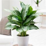 Aglaonema commutatum (Golden Evergreen)