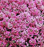 Alyssum maritimum-Alyssum flower seeds-Italy