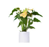 Anthurium andreanum (flamingo lily, painter's palette)