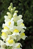 Antirrhinum majus (snapdragon) winter annuals