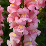 Antirrhinum majus (snapdragon) winter annuals