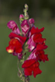 Antirrhinum majus (snapdragon) winter annuals