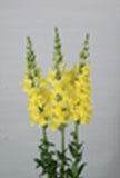 Antirrhinum majus (snapdragon) winter annuals