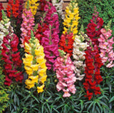 Antirrhinum majus (snapdragon) winter annuals