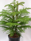 Araucaria heterophylla (Norfolk Island pine)