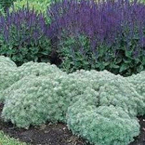 Artemisia vulgaris " Mugwort " (wormwood, sagebrush)