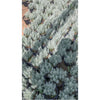 Artemisia vulgaris " Mugwort " (wormwood, sagebrush)