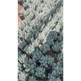 Artemisia vulgaris " Mugwort " (wormwood, sagebrush)