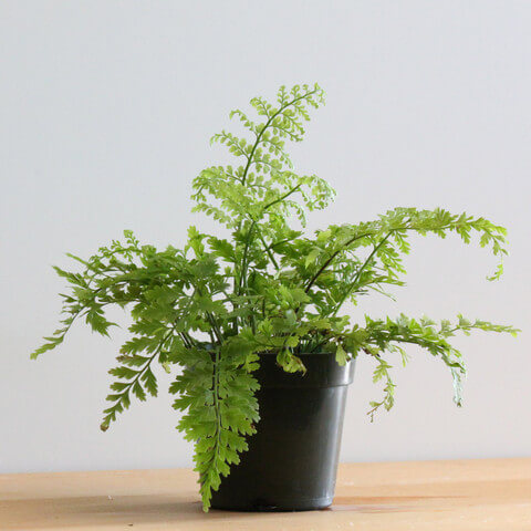 Asplenium Dimorphum x difforme (x Parvati) - (Mother Fern)