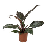 spadeleaf philodendron Landscaping Plant Indoor Plants – Bastana Online Gardens
