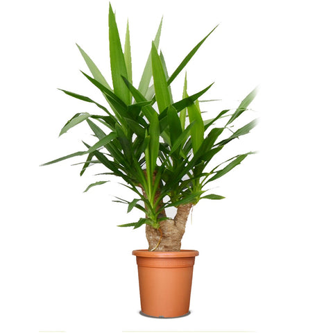 house plants similar to yucca Landscaping Plant Indoor Plants – Bastana Online Gardens