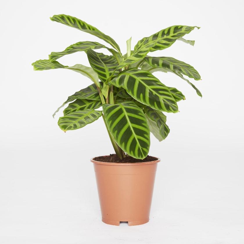 zebra plant indoor Landscaping Plant Indoor Plants – Bastana Online Gardens