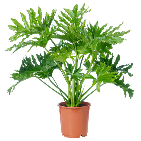 horsehead philodendron houseplant Landscaping Plant Indoor Plants – Bastana Online Gardens