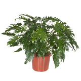 Philodendron xanadu (Winterbourn)