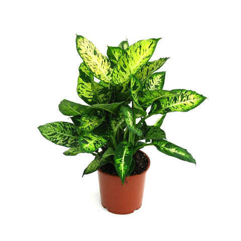 dieffenbachia online Landscaping Plant Indoor Plants – Bastana Online Gardens