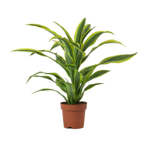 dracaena giganta plant Landscaping Plant Indoor Plants – Bastana Online Gardens