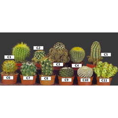 different types of small cactus Landscaping Plant Indoor Plants Mini Cactus – Bastana Online Gardens