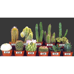 Mini Cactus Species (C12-C22)