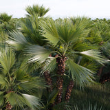 BA-PA1007-2