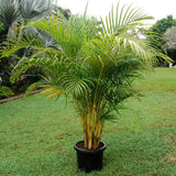 BA-PA1008-2