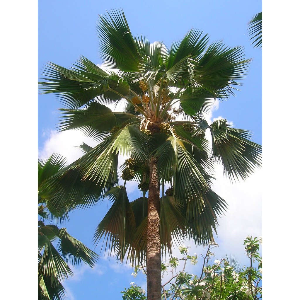 fiji palm plant LANDSCAPING PLANTS – Bastana Online Gardens