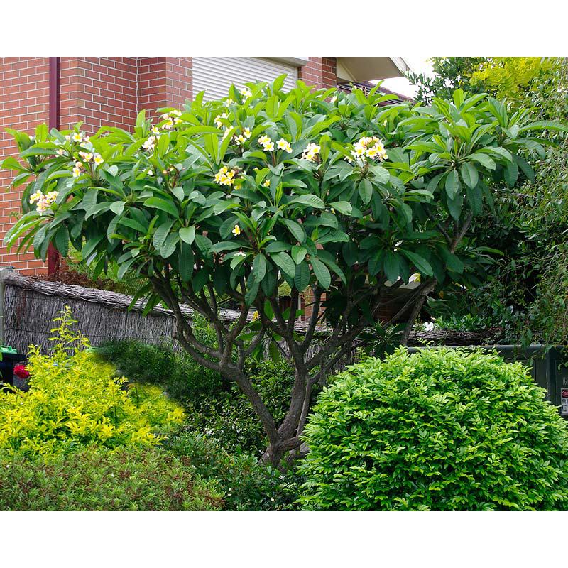Bastana Online Gardens bastana-online-gardens