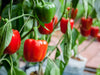 Bell Pepper (Sweet Pepper) F1 Hybrid Seeds- Capsicum Annuum, (فلفل رومي ( أخضر