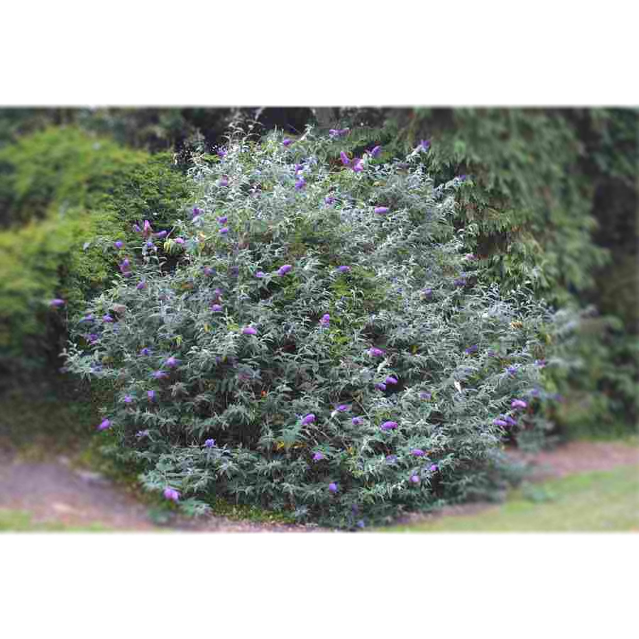 Buddleja asiatica  (Asian Butterfly Bush)