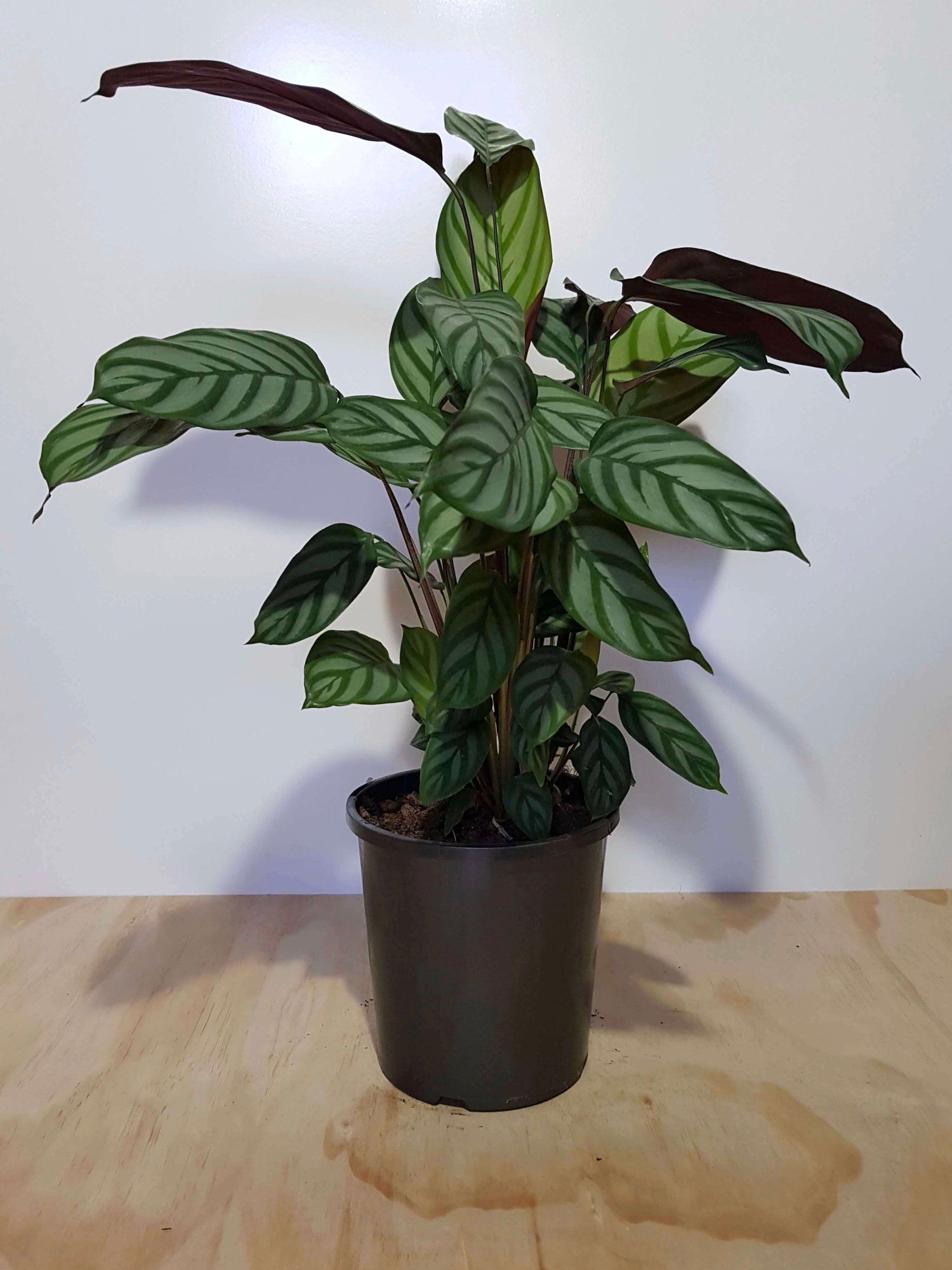 Calathea majestica (Calathea exotica)