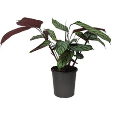 Calathea majestica (Calathea exotica) – Bastana Online Gardens