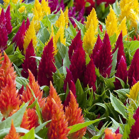 Celosia argentea-Celosia flower seeds-Italy