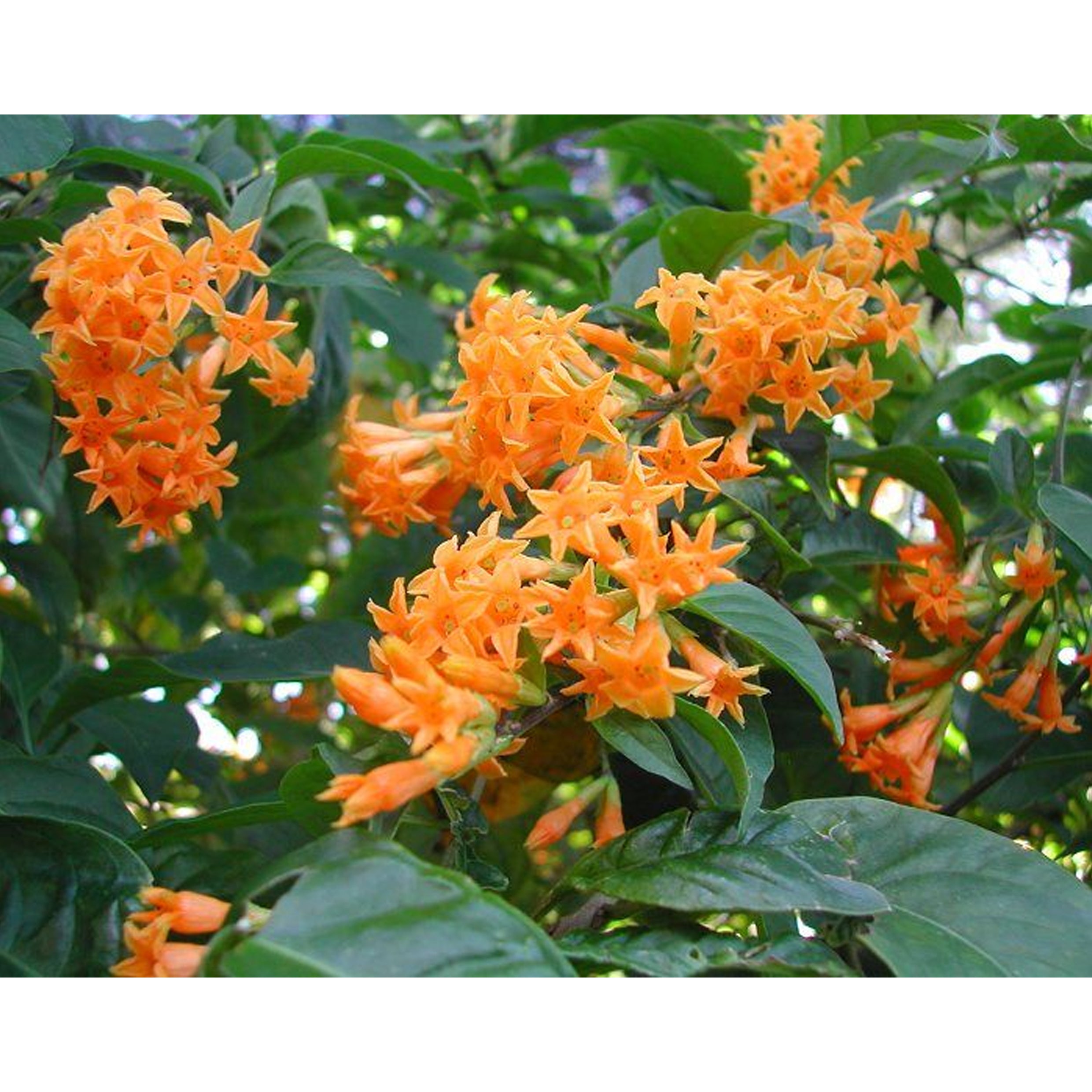 Cestrum aurantiacum (Orange Jessamine)