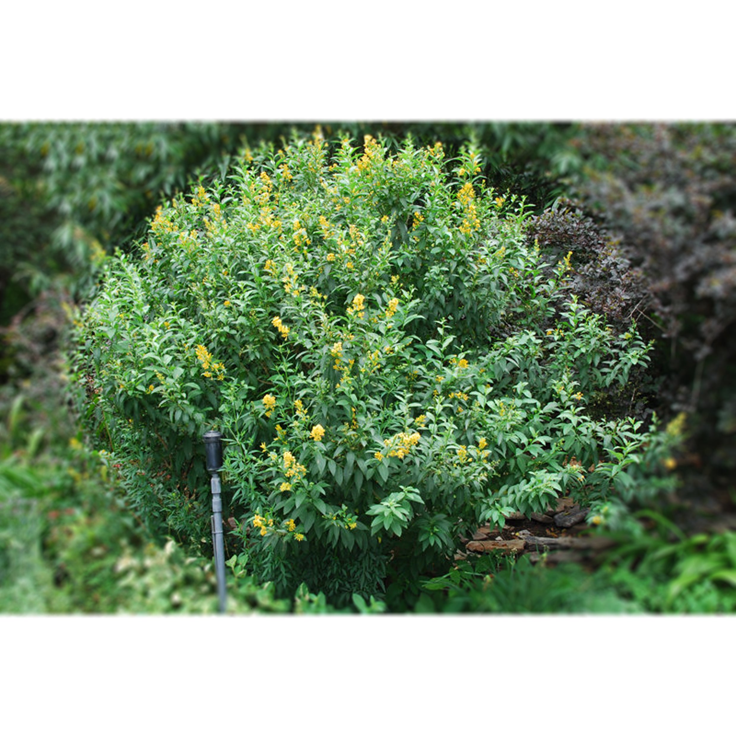 Cestrum aurantiacum (Orange Jessamine)