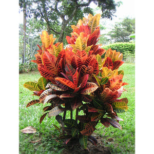 Codiaeum variegatum (fire croton, garden croton, variegated croton)