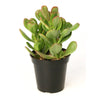 Crassula ovata (lucky plant, money plant)