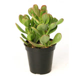 Crassula ovata (lucky plant, money plant)
