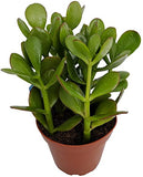 Crassula ovata (نبات الحظ، نبات المال)