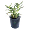 Crassula ovata (lucky plant, money plant)