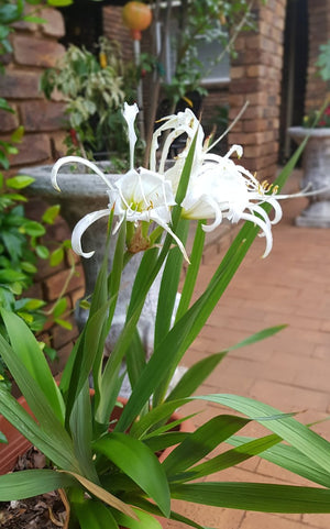 Hymenocallis speciosa (spider lily)