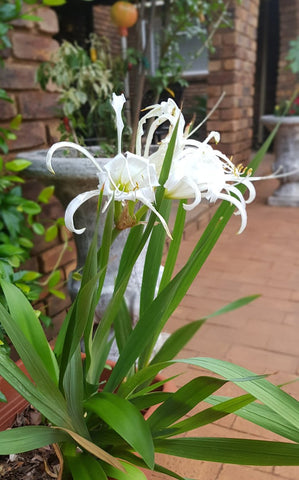 hymenocallis speciosa spider lily Hymenocallis speciosa (spider lily) – Bastana Online Gardens